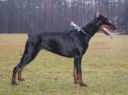 Ebony Star Halit Pasa | Black Doberman Pinscher