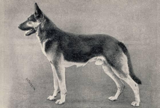 Waldo vom Bäumchen | German Shepherd Dog 