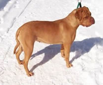Red Dog Ridge Maggie | Dogue de Bordeaux 