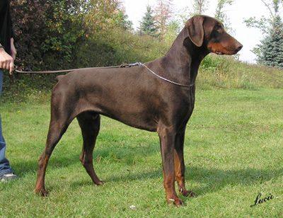 Espirit Halit Pasa | Brown Doberman Pinscher