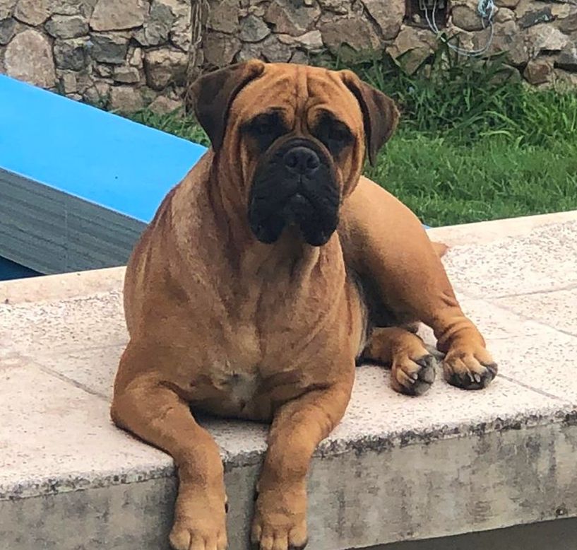 ROKALUNA KALA | Bullmastiff 