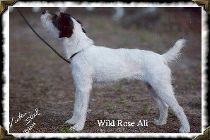 Wild Rose Ali | Jack Russell Terrier 