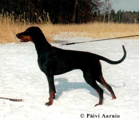 Griffin Garden's Alix-Sophie | Black Doberman Pinscher