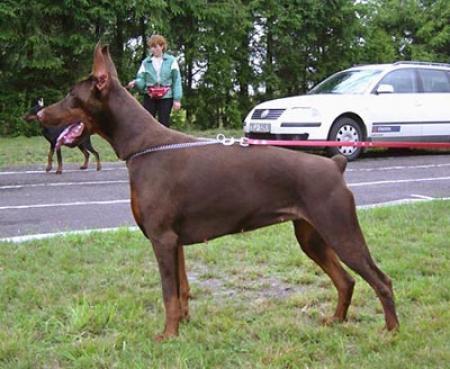 Gem'givveeon Exte-Extence | Brown Doberman Pinscher