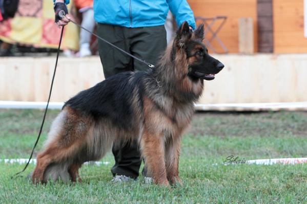 Faerhund Chara Beauty | German Shepherd Dog 
