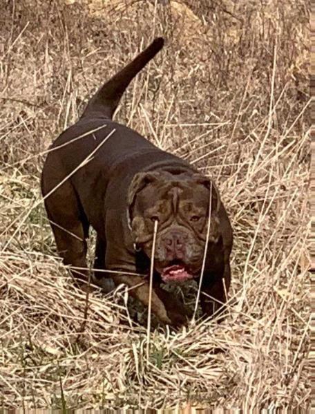 HELLRAZZOR'S PRIA | Olde English Bulldogge 