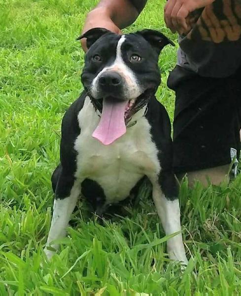 PYKENAPURELIFE G.R.S | American Staffordshire Terrier 