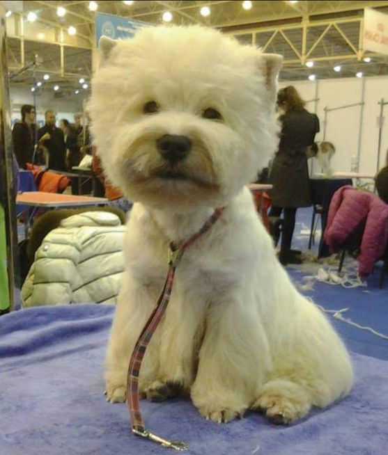 Paris Kozyrnaya Karta | West Highland White Terrier 