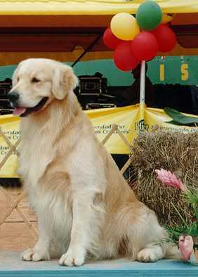 Allegro Gorca's One Way | Golden Retriever 