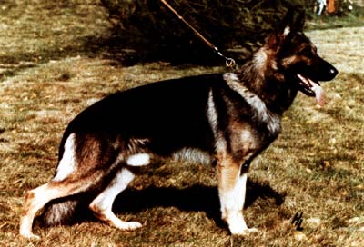 Wanko von der Maaraue | German Shepherd Dog 