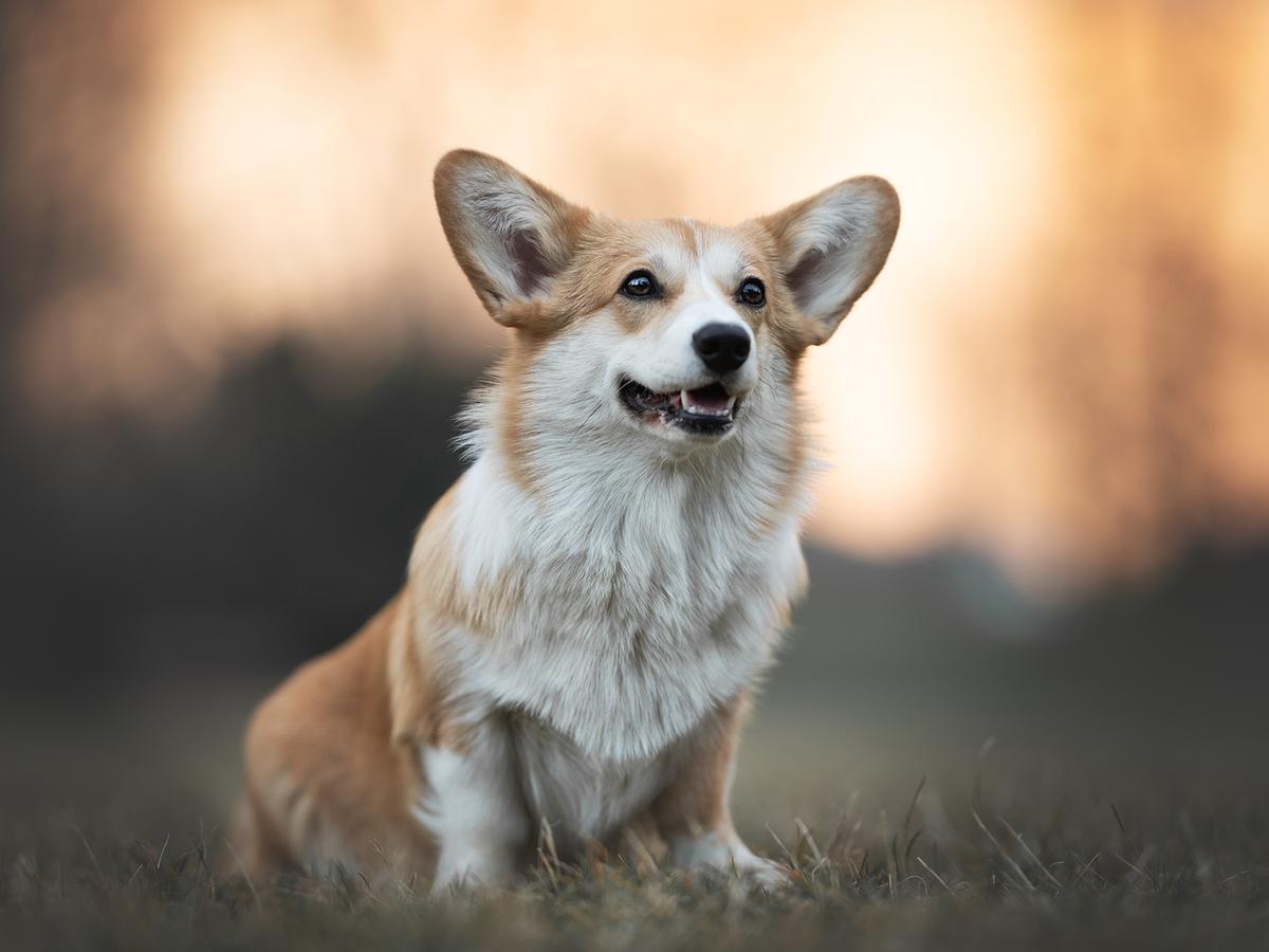 Orden Keltov First Fiddle Player | Pembroke Welsh Corgi 