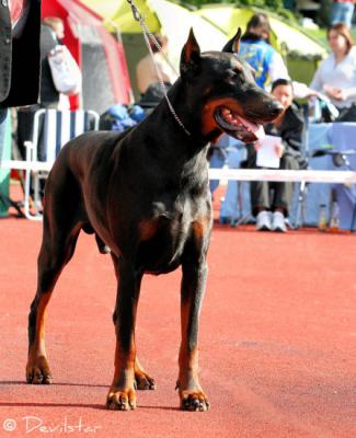 Gem'givveeon Ivo Ivoire | Black Doberman Pinscher