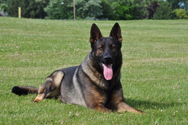 Knox von der Olgameister | German Shepherd Dog 
