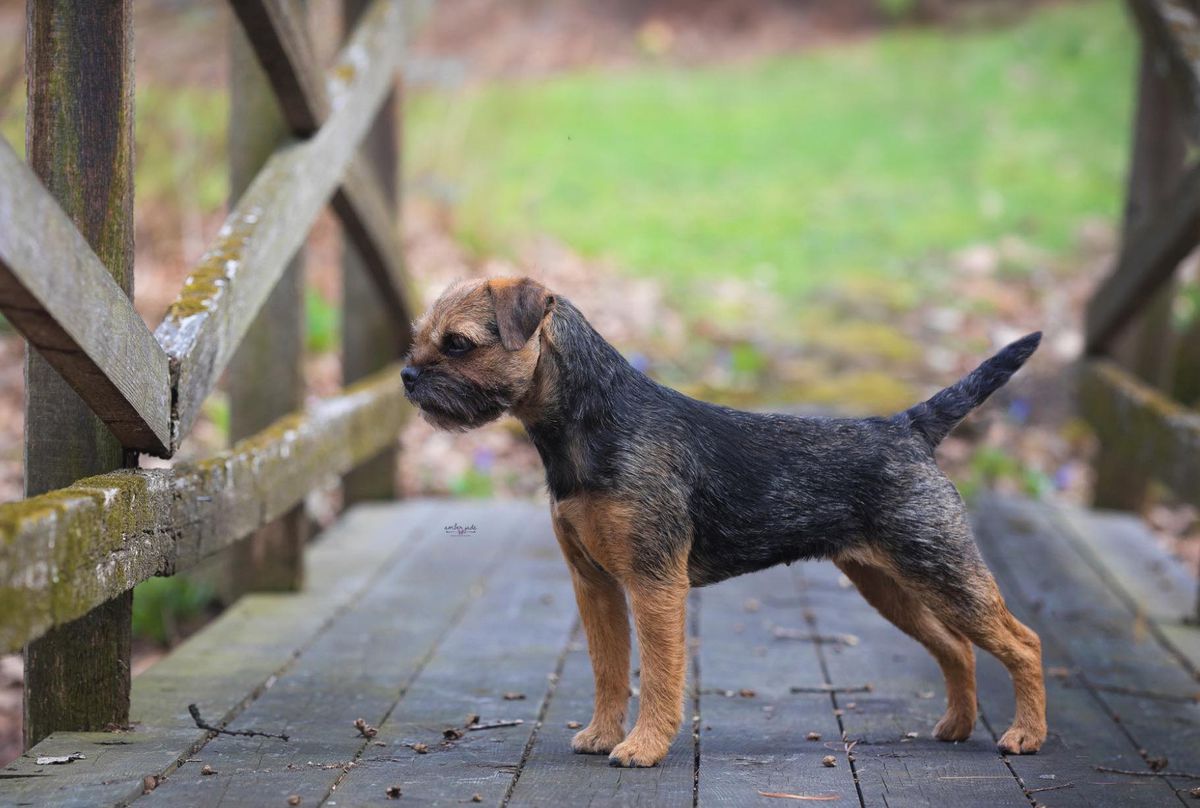 Meadowlake . . . Until Now | Border Terrier 