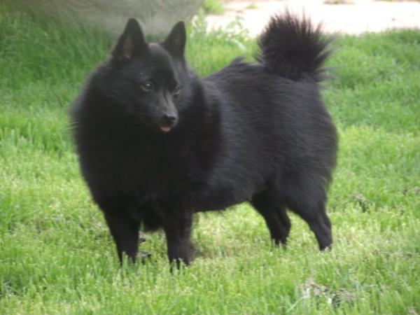 Antonia's victoria Van de welhaven | Schipperke 