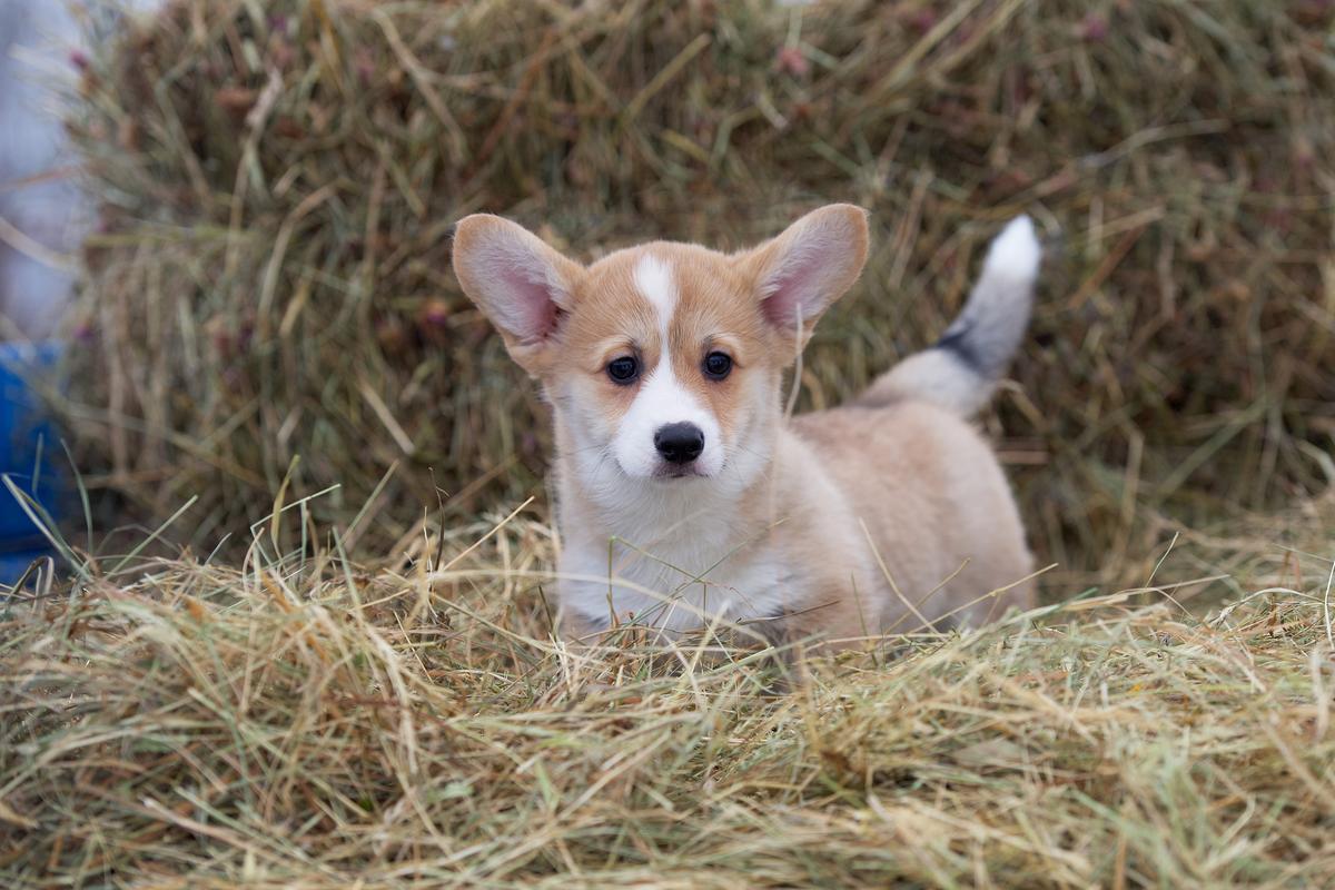 Corona Florea Salvia | Pembroke Welsh Corgi 