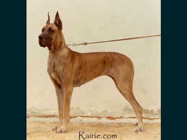 Sigleine d'Epersen | Great Dane 