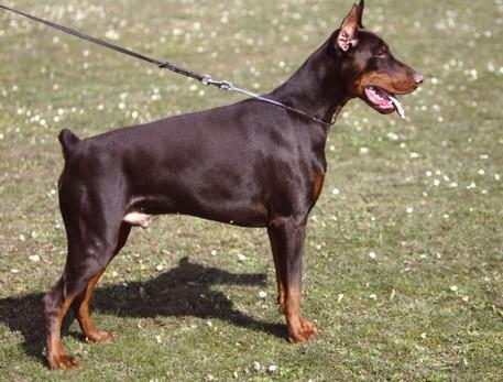 Gem'givveeon Louis Dobermann | Brown Doberman Pinscher