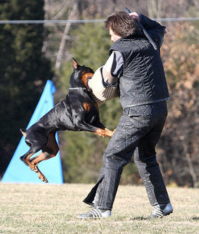 Gem'givveeon Lumene | Black Doberman Pinscher