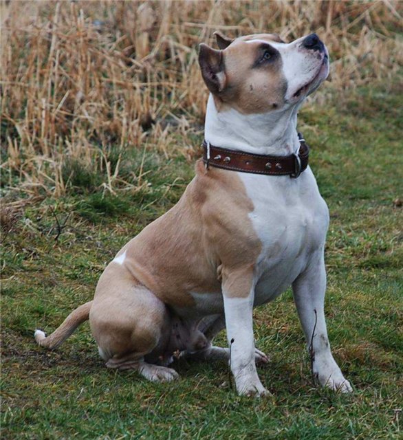FRODO Durgo | American Staffordshire Terrier 