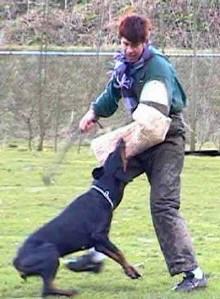 Odicy (NHSB 1936697) | Black Doberman Pinscher