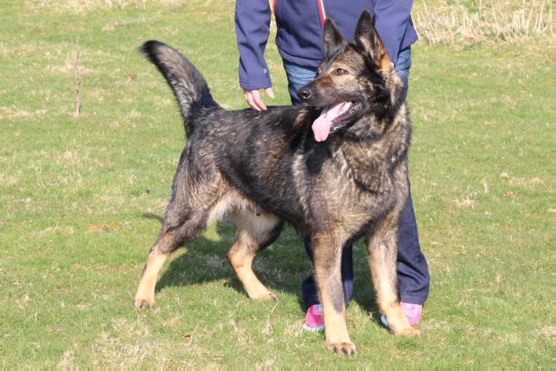 Sable jody of zyber | German Shepherd Dog 