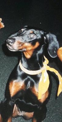 Czela-Carmina v. Balanchine | Black Doberman Pinscher