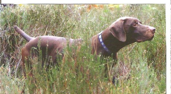 Paco de la Porte de Becray | German Shorthaired Pointer 