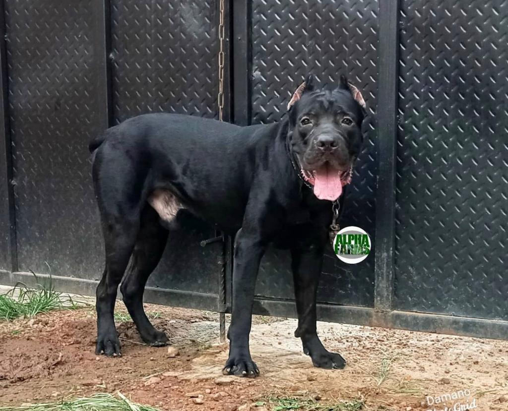 AJAHMI CHASE | Cane Corso 