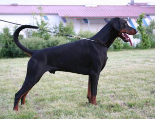 Hannibal v. Bayrischen Löwen | Black Doberman Pinscher