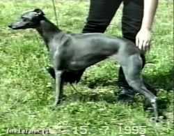 Eddy Love's HUCKLEBERRY | Whippet 