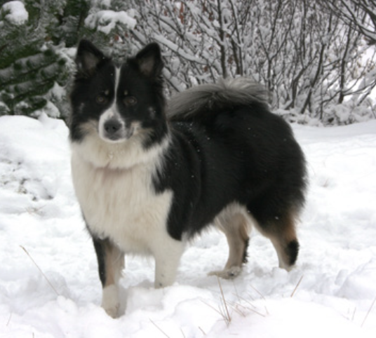 Kirkjufells Kringla | Icelandic Sheepdog 