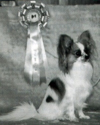 Graycaz Won't You Come Home To Daneview | Papillon 