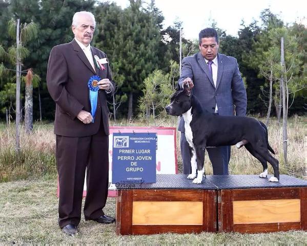 Miura Bull (Yañez) | American Staffordshire Terrier 