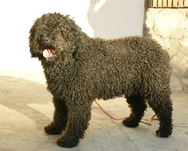 Yuno | Spanish Water Dog 