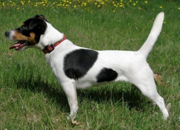 Apple Od Bobri Reky | Jack Russell Terrier 