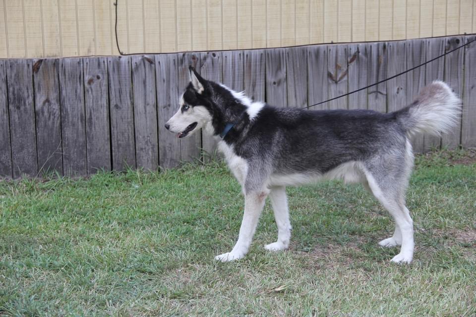 Chenyworth's Nanook | Siberian Husky 