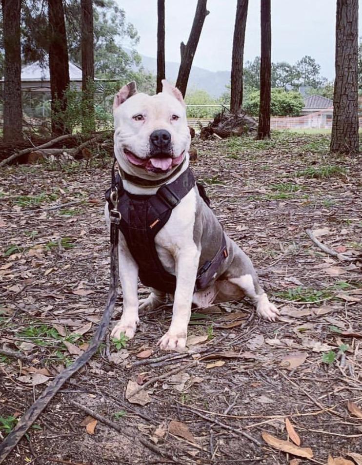 Hanna Bony Estrela Dorada | American Staffordshire Terrier 