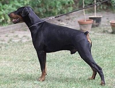 Baquero v. Karat | Black Doberman Pinscher