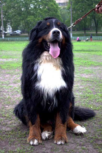 Hantosso Easy Living | Bernese Mountain Dog 