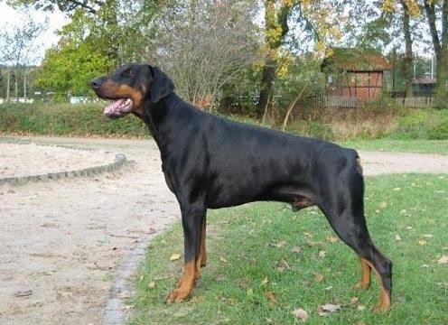 Aaron v. Elbauetal | Black Doberman Pinscher