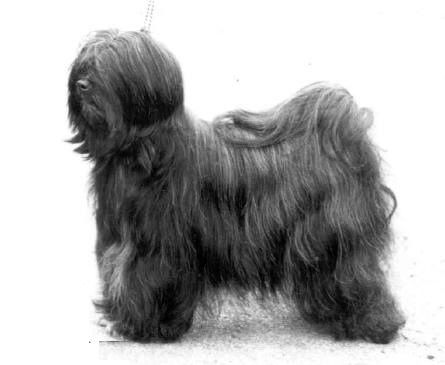 ALILAH TAMARIND OF MIZANNE | Tibetan Terrier 