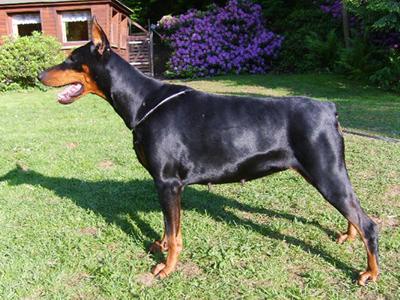 Avanti v. Elbauetal | Black Doberman Pinscher