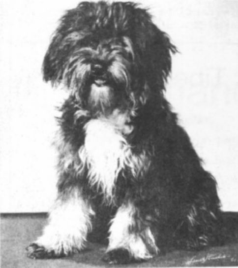 ROMESTORPS CLEIA | Tibetan Terrier 