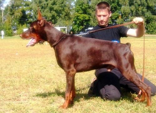 Ferrari-Flint Legrant | Brown Doberman Pinscher