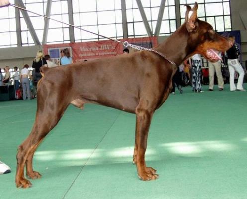 Forward-Fabio Legrant | Brown Doberman Pinscher