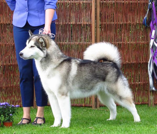 Juneau's Northern Light | Alaskan Malamute 