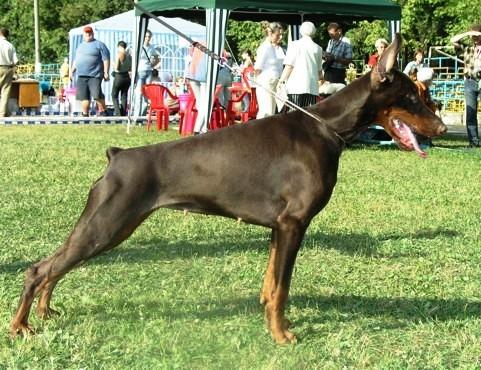 Fortuna-Fireball Legrant | Brown Doberman Pinscher