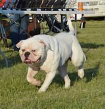 Old Line's Bulls Hunter | American Bulldog 