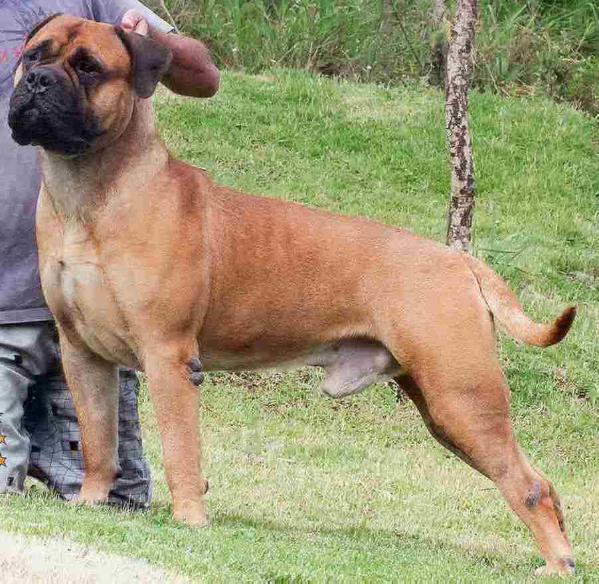 Mike Jaeger do Tibiquary | Bullmastiff 